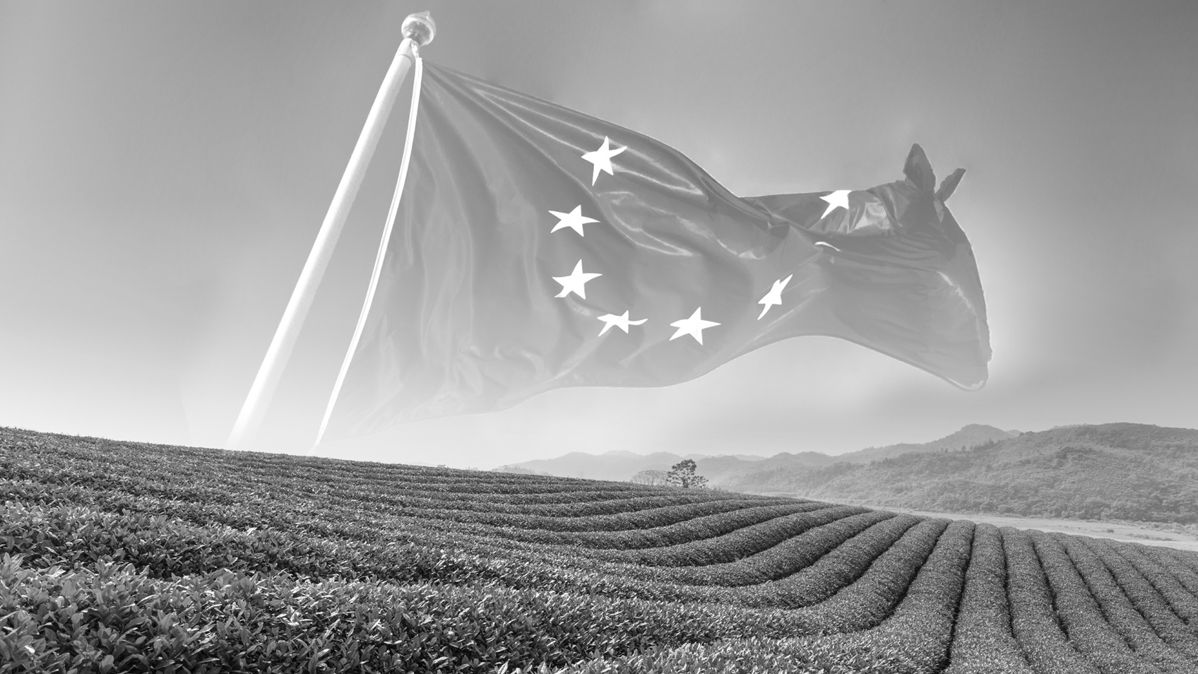 EUDR: What is the regulation, and how can importers comply?